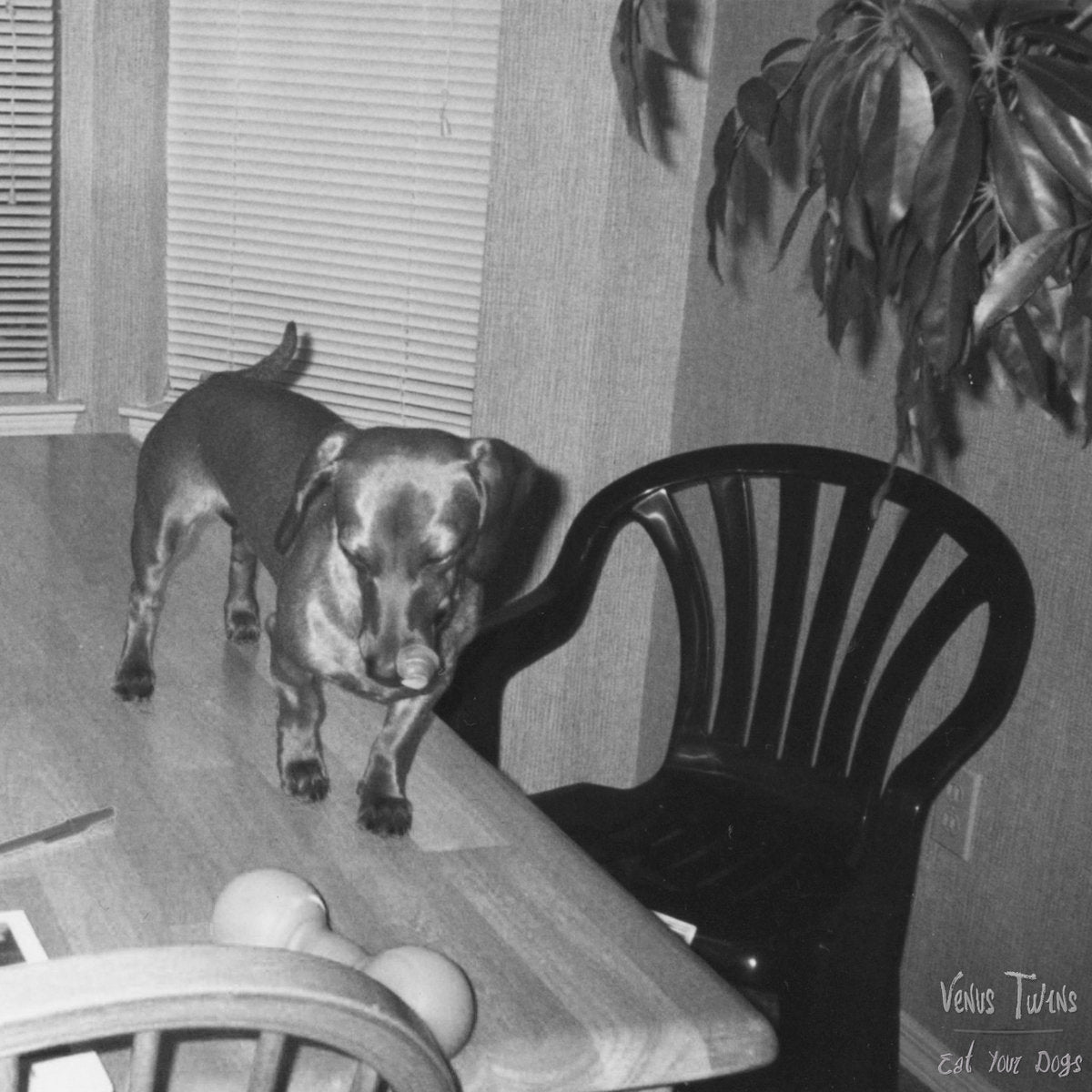 VENUS TWINS - Eat Your Dogs (cassette)